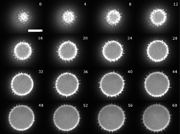 花粉粒(直徑 100μm)的 Z 疊圖,范圍為 60μm