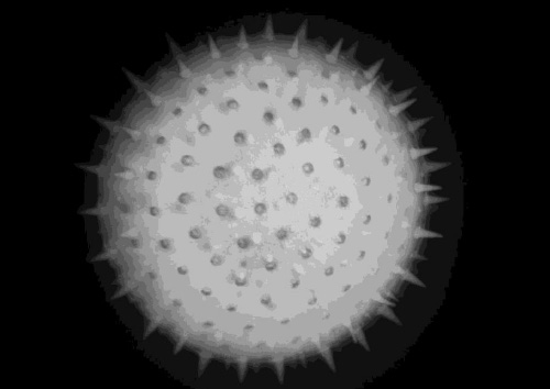 圖 9 所示數據的最大強度投影