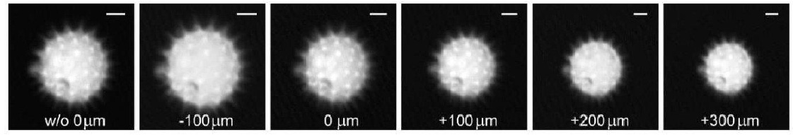 用顯微鏡電動 Z 平臺測量的花粉粒在不同軸向焦距位移下未經 ETL 重新聚焦(左圖)和經 ETL 重新聚焦后的圖像
